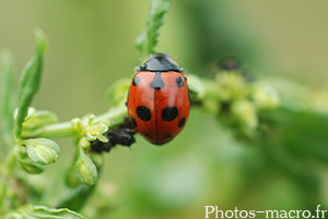 Coccinella undecimpunctata